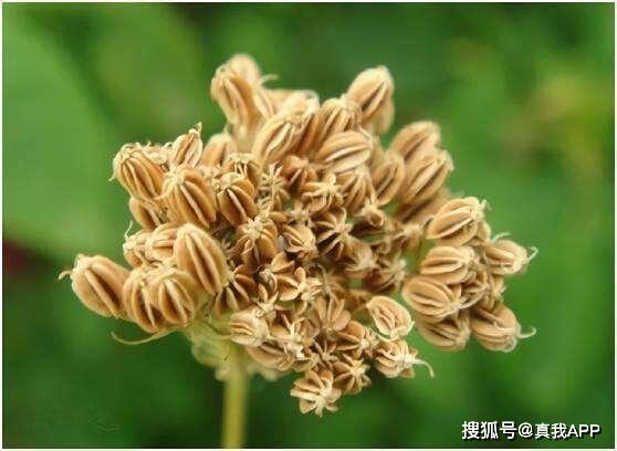 老國(guó)貨膚美靈洗面奶 價(jià)格親民卻功效非凡，植物提取物不輸大牌